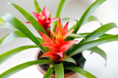 How To Grow And Care For Bromeliads