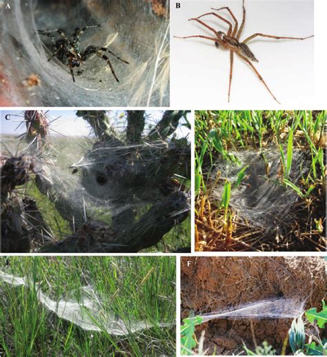 Agelenopsis Spiders And Diversity Of Web Architecture A Juvenile