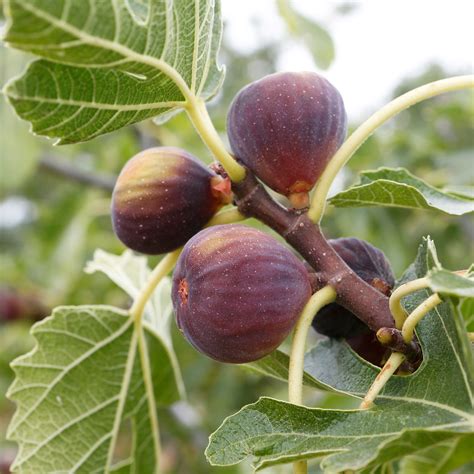 Feigenbaum Rouge De Bordeaux Ficus Carica Zulauf Gartencenter