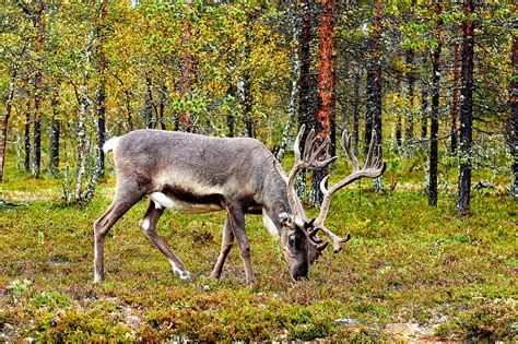 Scandinavian And Russian Taiga One Earth