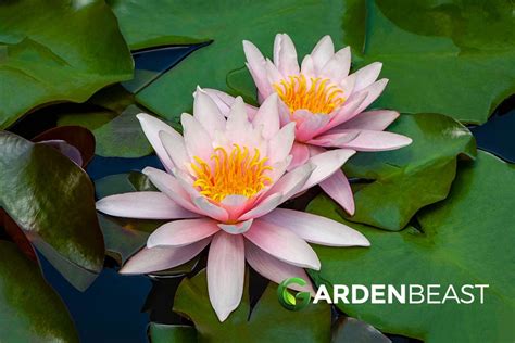 Nymphaea Guide How To Grow And Care For Water Lily