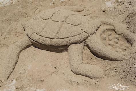 Turtle Sand Sculpture Carlos A Minguela Flickr