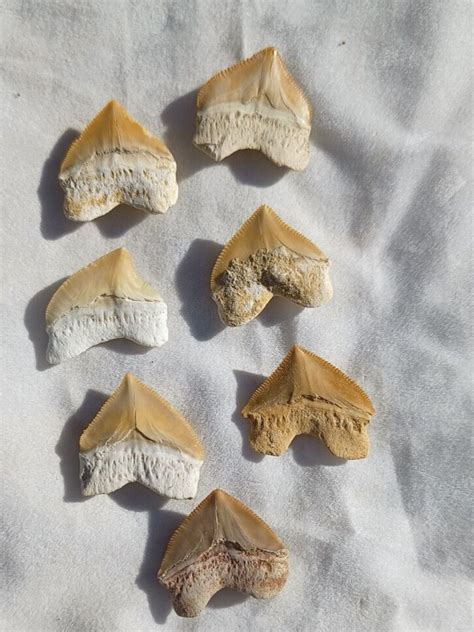 Fossil Crow Shark Tooth Squalicorax Teeth Fossil A Grade Lot 3 Ebay
