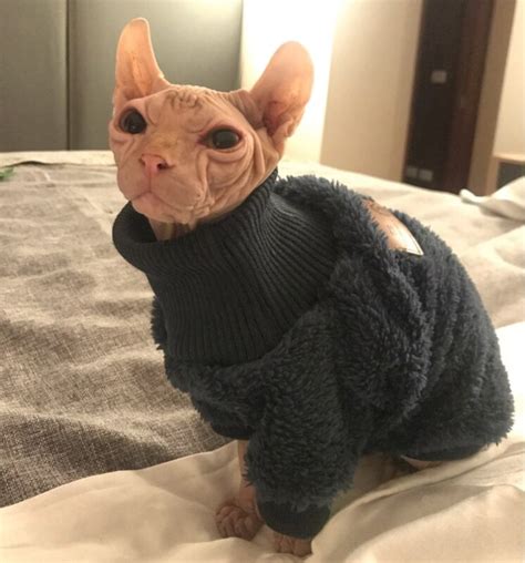 27 Best Pictures Sphynx Cat Sweater Unavailable Listing On Etsy