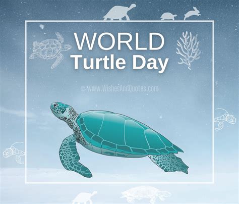 World Turtle Day 2024 Quotes Messages Greetings Images
