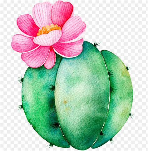 Cactus Plant Cartoon Png