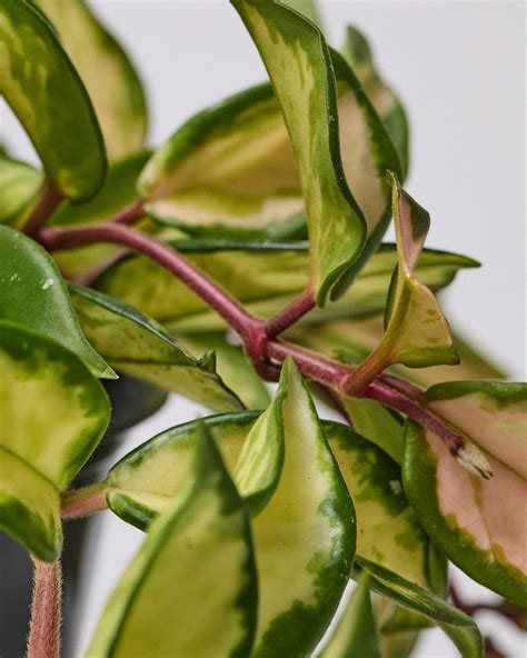 Wax Plant Hoya Carnosa Tricolor The Stem