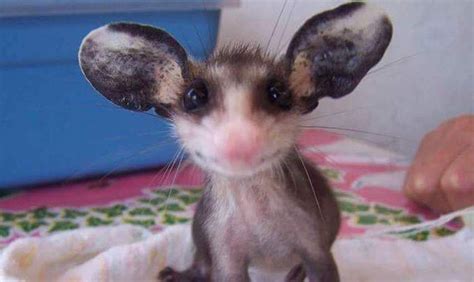 20 Reasons Why Baby Opossums May Be The Cutest Animals On Earth Baby