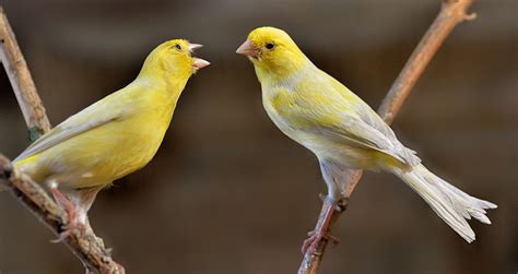 Finch Behaviour Problems Finches And Canaries Guide Omlet Us