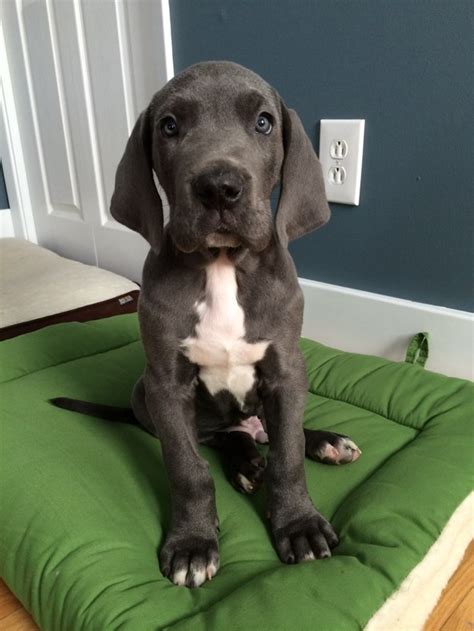 17 Huge Puppies Who Have A Lot Of Growing Left To Do