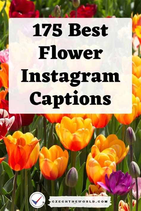 573 Best Instagram Captions For Flower Photos You Can Use