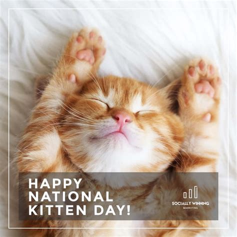Its A Cats Worldwe Just Live In It 🐈😁 Happy National Kitten Day