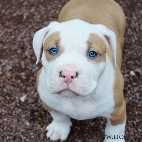 Mia is registered as an ukc american lou, mia's breeder, matches each puppy's temperament with the right owners. 129 best Élevage American Bully XL XXL France images on ...