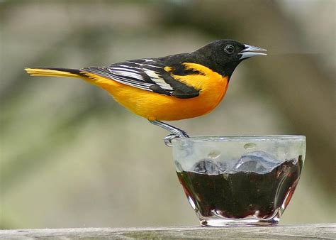 Baltimore Oriole Sighting Offers Exciting Birding Moment
