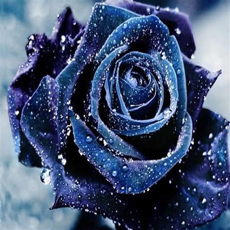 Diamond Painting Kits Blue Roses Wallpaper Blue Roses Rose Flower