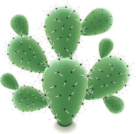Prickly Pear Cactus Clip Art Vector Images And Illustrations Istock