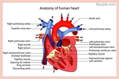 View Heart Diagram Labeled Anatomy Background Anatomy Of Diagram