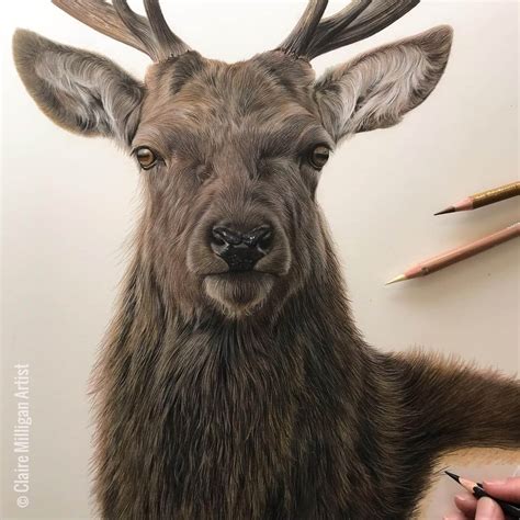 Pencil Realistic Deer Drawing Deer Drawing How To Draw A Deer Color