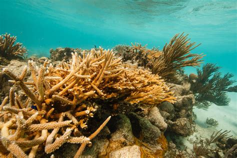 How Does Climate Change Affect Coral Reefs Magazine Articles Wwf