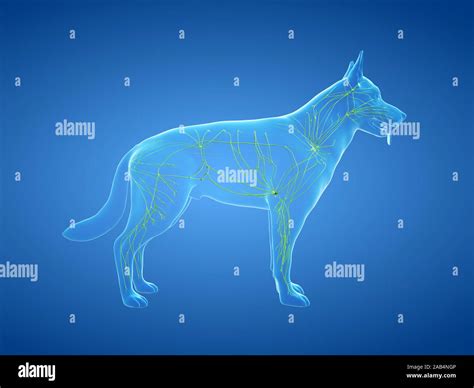3d Rendered Anatomy Illustration Of The Canine Lymphatic System Stock