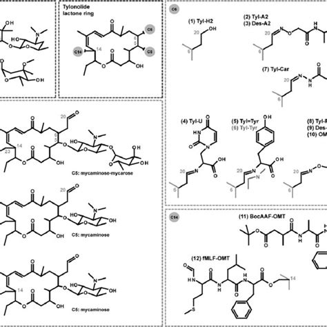 Chemical Structures Of Macrolide Antibiotics Chemical Structures Of