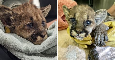 Rescuers Are Nursing Orphaned Mountain Lion Cub Saved From Wildfire