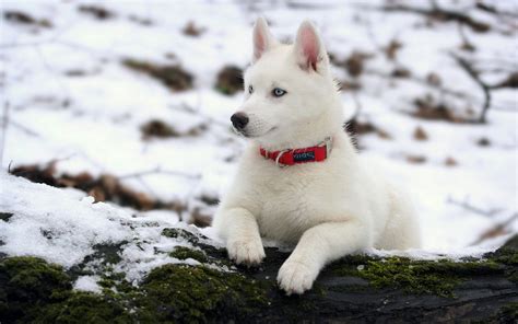 Download the perfect husky pictures. 7 Things You Didn't Know about the White Siberian Husky > Puppy Toob