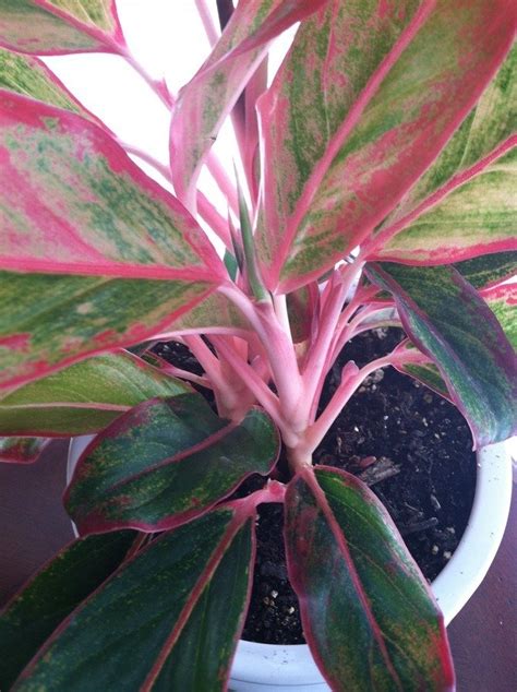 I Have A Plant With Pinkiest Stems And The Leaves Are Green With Red ...
