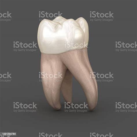 Dental Anatomy First Maxillary Molar Tooth Medically Accurate Dental 3d