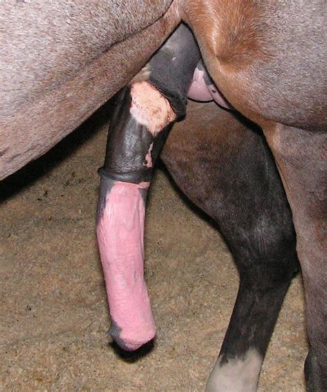 Rule Dildo Equine Dildo Female Huge Cock Huge Dildo Penis Real My XXX