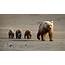 Family Walk She Bear From Young In Road Wallpapers HD / Desktop 