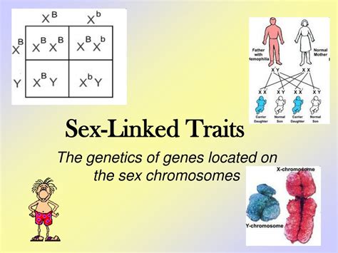 Ppt Sex Linked Traits Powerpoint Presentation Free Download Id485642