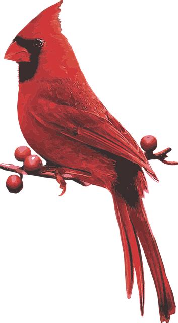 Cardinal Bird Png