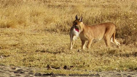 A Fantastic Caracal And A Successful Hunt Youtube