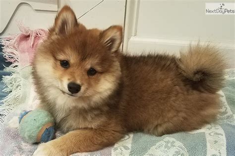 Fluffy Shiba Inu Puppy For Sale Near Raleigh Durham Ch North