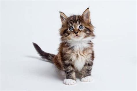 Maine coon cats are a longhaired, large cat breed. When will my maine coon kitten develop her full coat and ...
