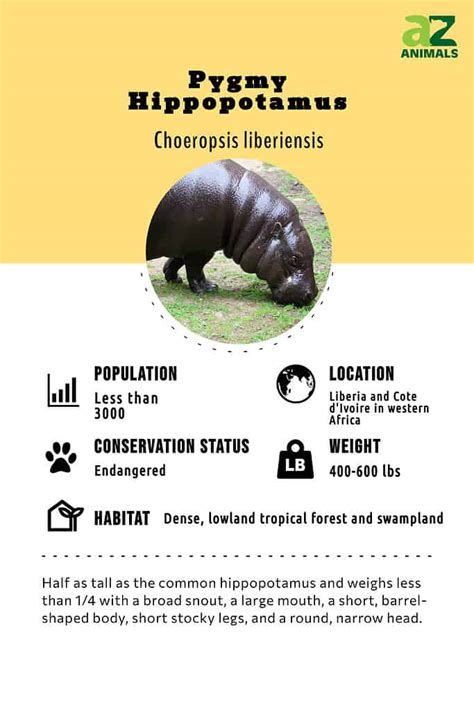 Pygmy Hippopotamus Animal Facts Choeropsis Liberiensis A Z Animals