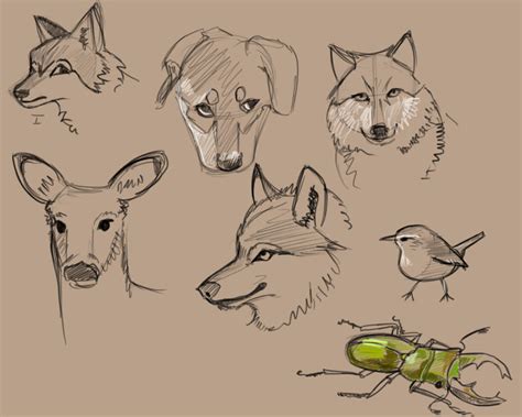 Timed Animal Sketches 2 By Pseudolonewolf On Deviantart