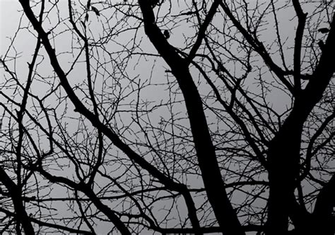 Dark Tree Vector For Free Download Freeimages
