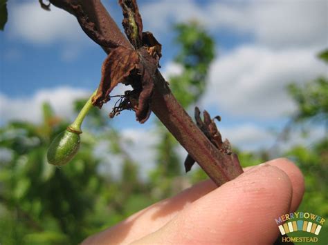 Bacterial Canker In Plums Cankers Plum Tree Plum