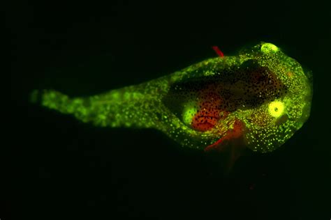 Biofluorescence How Sea Creatures Glow In The Dark Ocean Tales One