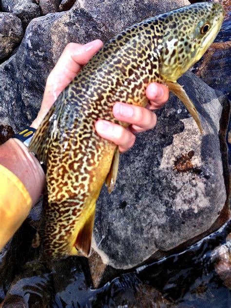 High Country 10k Tiger Trout High Uintas Utah Smashed A Small