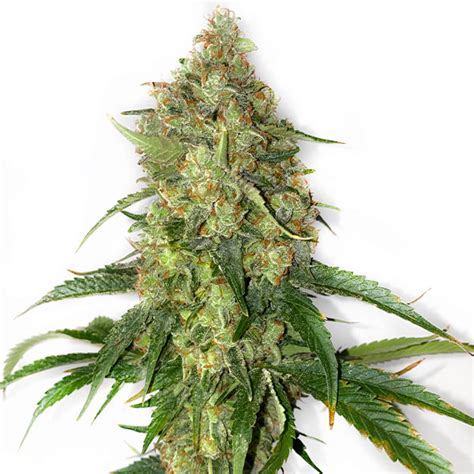 Comprar Afghan Lemon Semillas De Cannabis Nutra Seeds Bank