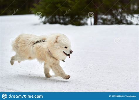 Running Samoyed Dog On Sled Dog Racing Stock Photo Image Of Jump