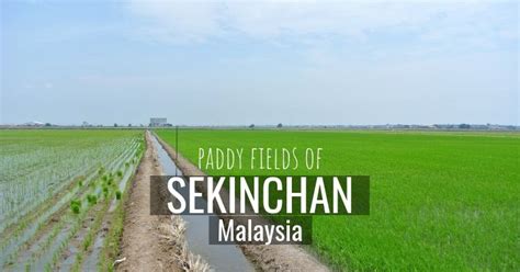 Sekinchan 2 day trip vlog (by drone). Sekinchan Paddy Fields: Day Trip Guide, Food + Top Things ...