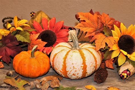 Little Pumpkins And Fall Flowers Free Stock Photo Public