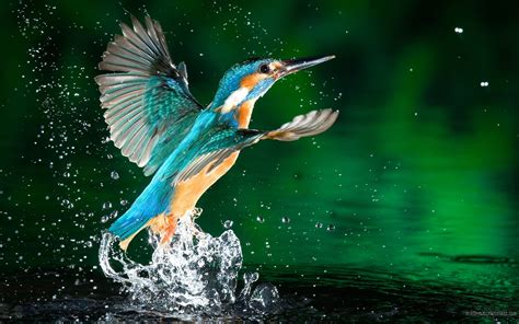 Beautiful Birds Hd Wallpapers For Mobile Of The Decade The Ultimate