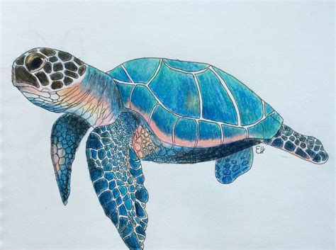 Drawing Sea Turtle Drawing Image