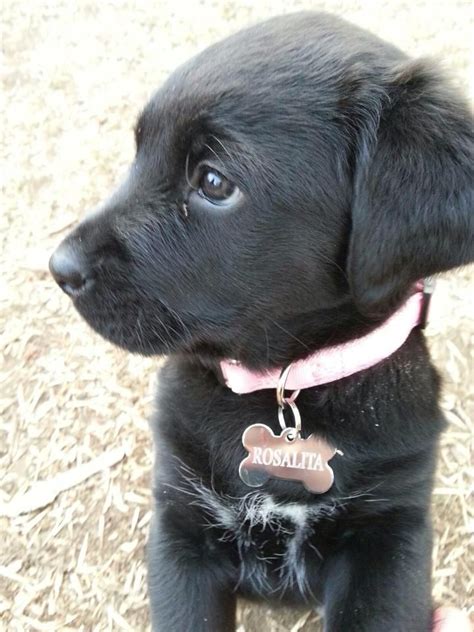 Meet Rosalita Black Lab Newfoundland Mix Puppies Labrador Puppy