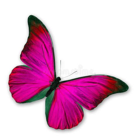 Pink Butterfly Stock Photo Image Of Botanical Insect 66921278